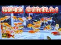 【金魚ビギナーでも出来た⁉桜錦 採卵から１００日までの記録】パート１