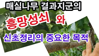 매실나무 결과지군의 흥망성쇠와 신초정리의 중요성 (과수 재배, 매실나무 가꾸기, 매실나무 신초정리, 매실나무…
