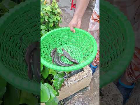 দোকানের সামনে চৌবাচ্চায় মাছ চাষ। #agriculture #মাছচাষ #দোকান