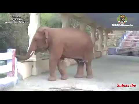 Elephants visit Anuvavi subramanyar kovil
