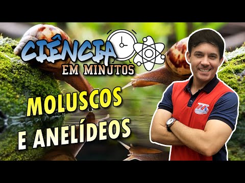 Ciências 7 - Moluscos e Anelídeos