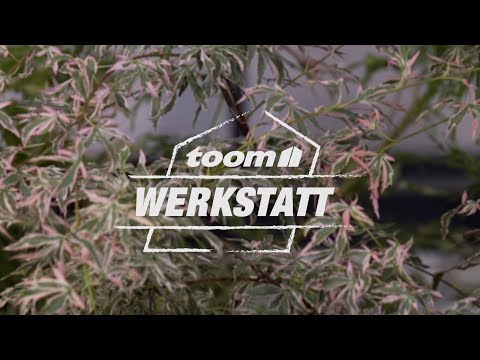 toom Pflanzentipps: Japanischer Ahorn | toom Baumarkt