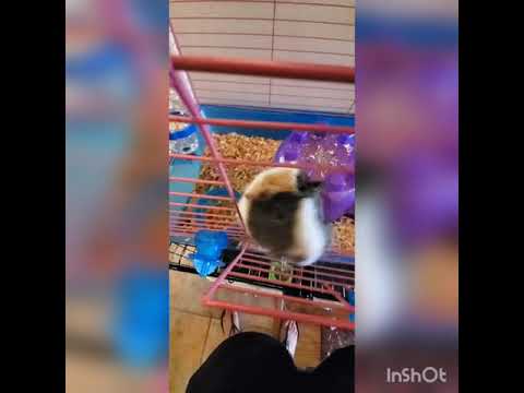 Crystal the Pet Nanny. LLC video.