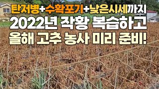 고추 탄저병부터 낮은 고추시세까지! 작년 최악의 고추 농사 작황 그 원인은?