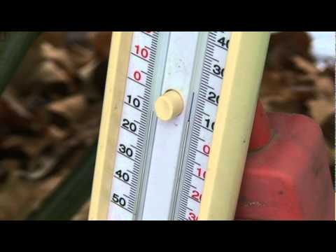 Palmengarten Frankfurt - Winter Protection