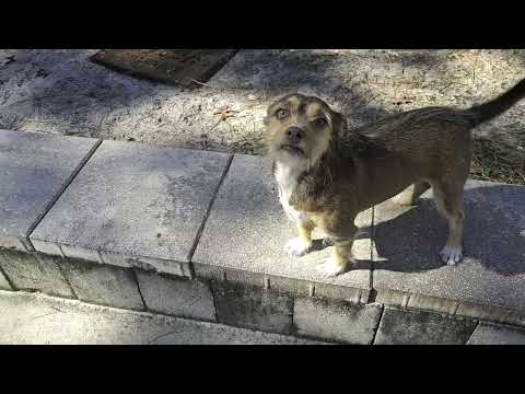 Simon , an adoptable Poodle in Weeki Wachee, FL_image-1