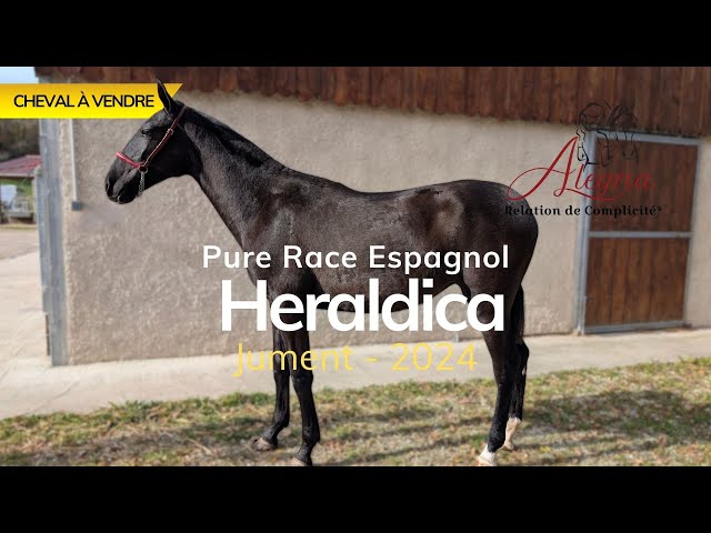 LL HERALDICA, Une jument avec  beaucoup de douceur