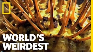 World's Weirdest - Poisonous Pufferfish vs. Eel