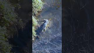 Cadaver Dog Search for Donnie Erwin #short  #drone #missingperson #cadaverdogs