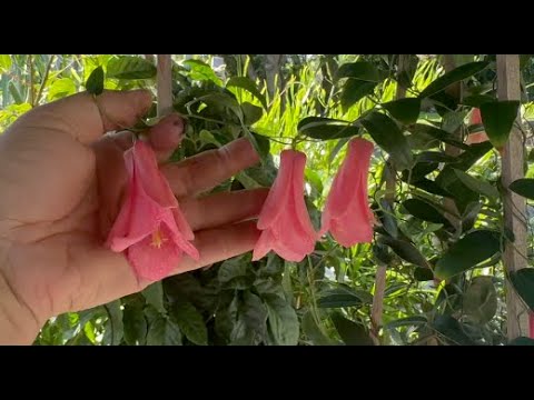Lapageria, the most beautiful flower in the world