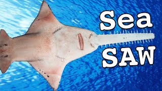 What is a Sawfish?