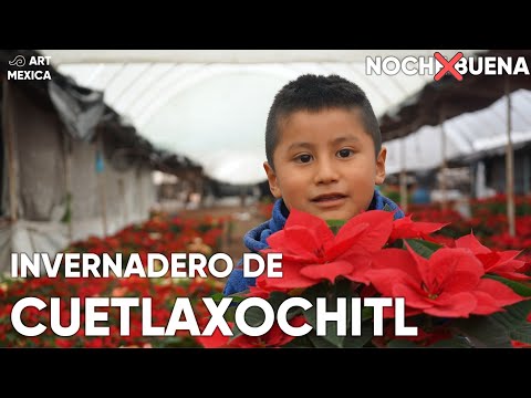 Conoce a la CUETLAXOCHITL (No NOCHE BUENA)