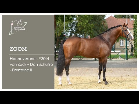 Zoom 2021 Zweiter im Prix St George beim Balve Optimum