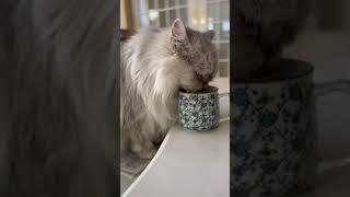 渋いカップで水を飲むかわいい猫♡ #cat #にゃんグラム #cute #モジャ #ねこ動画 #pets #かわいい猫 #cutecat #ねこ部 #コーヒーカップ #猫好き動画