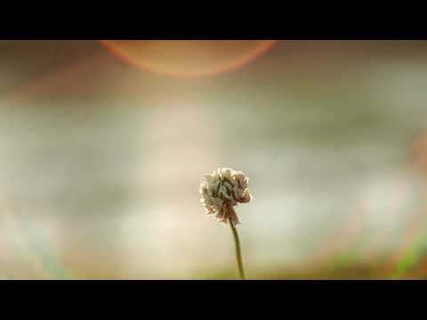 Yashinon DX 50mm f:2 silver