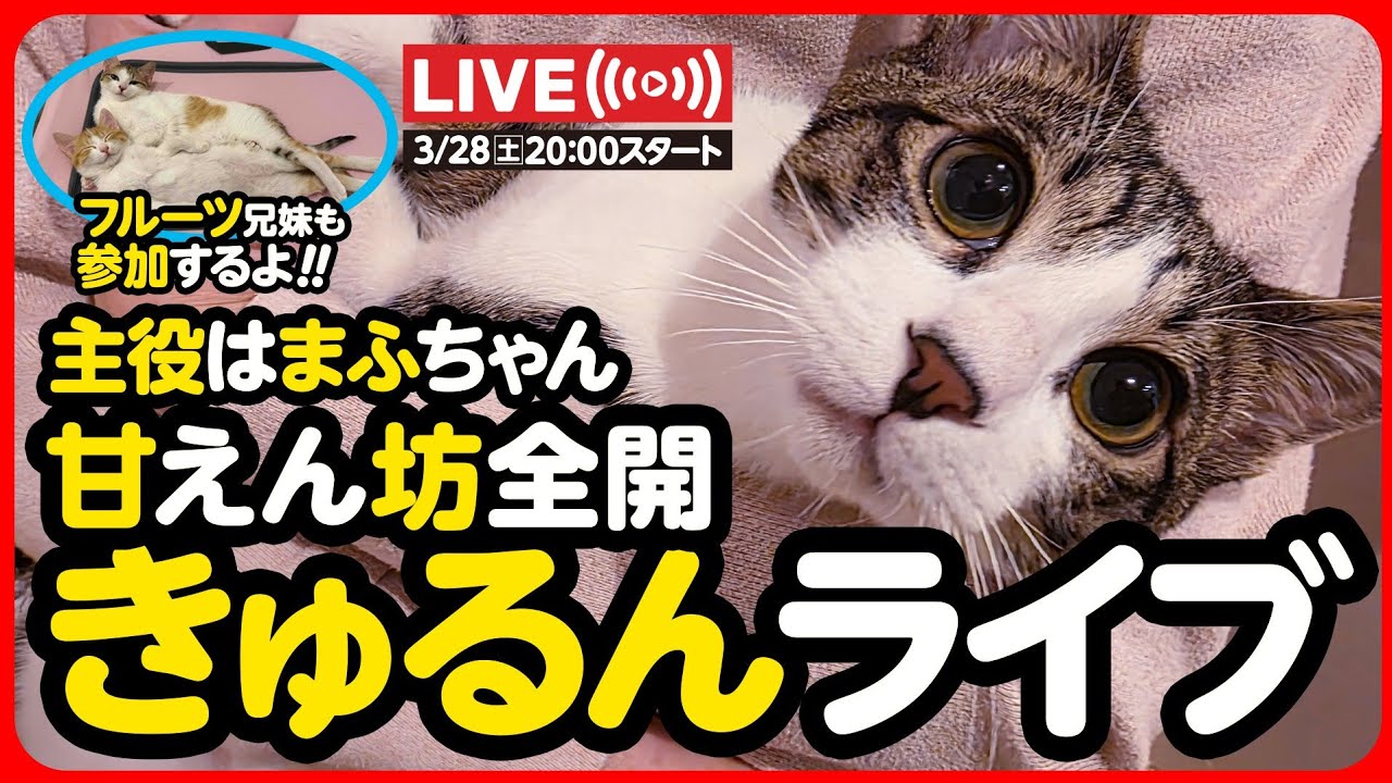 🔴【3月28日(土) 20時スタート】甘えん坊全開！きゅるるんライブ✨