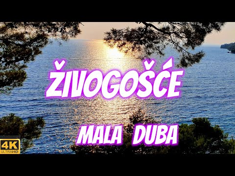 Walk 🌞Živogošće Mala Duba🌞4K Croatia