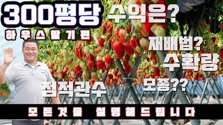 300평 딸기 하우스딸기 수익 소득 양액 재배방법 및 노하우//산청딸기 품종은? 런너와 크라운?? 양액은 얼…