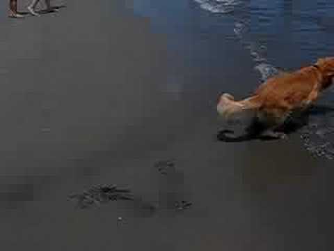 Wilson goes to the beach...his first time.