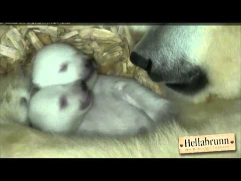 Des images uniques de deux bébés ours blancs