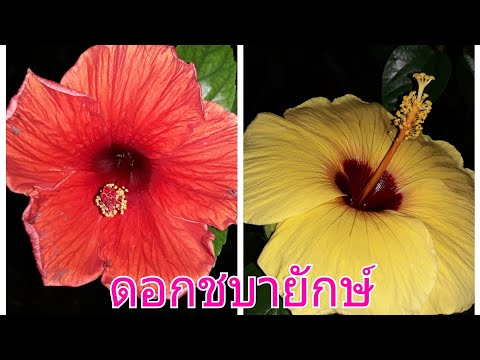 วิดีโอดุษฎีบัณฑิตแรง วิธีการและสิ่งที่จะกระตุ้นผู้หญิง