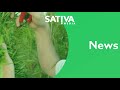 Videos 4 - Sativa Media Video thumbnail