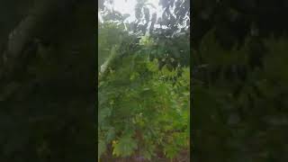 Download lagu sholawat nurul mustofa melintasi gunung ..coba lihat apa yg terjadi😱😱 mp3