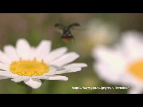 ルリマルノミハムシの飛翔