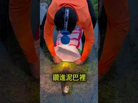 沒有特製網袋，根本別想抓到牠