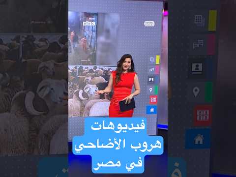 فيديو | فيديوهات هروب الأضاحي تجتاح مواقع التواصل في مصر