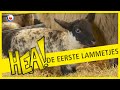 HEA! De eerste lammetjes