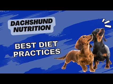 Dachshund Nutrition: Best Diet Practices