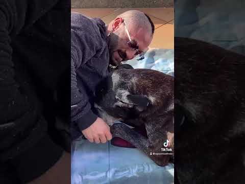 I cani si sopprimono solo se hanno dolori, amateli come loro hanno fatto con voi - peace e love