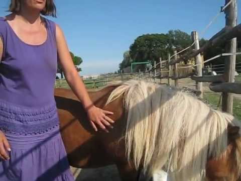 Fattoria della Pace Ippoasi - 3