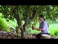 Durian Honey A Tropical Fruit You May Never Have Seen