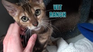 Sweet Kitten Rescued!