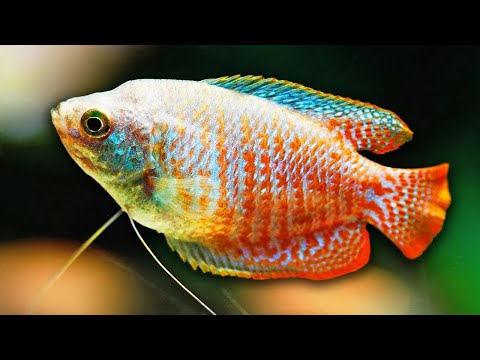Dwarf Gourami — Aquarium Co-Op care guide