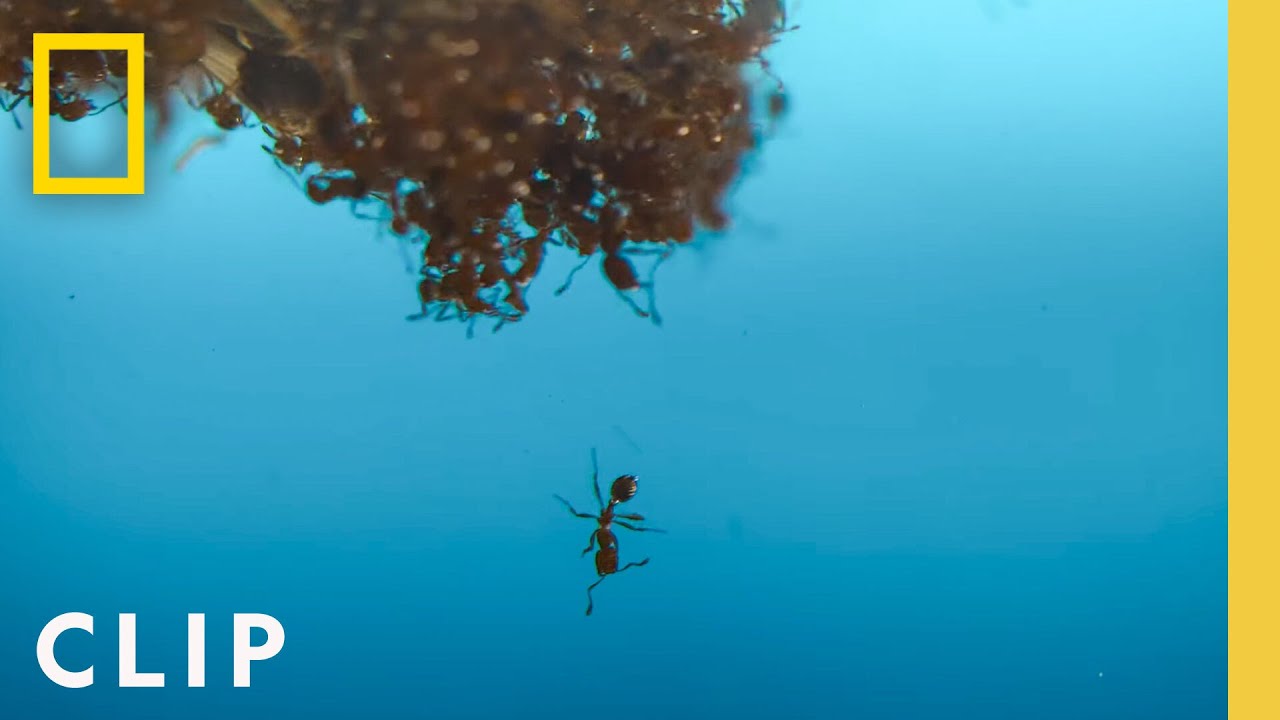 Fire Ants in the Pool | A Real Bug's Life | National Geographic