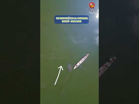Manatís en la ciénaga de Simití - Bolívar
