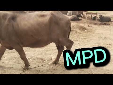 Buffalo Surgery: Why Cattle Get Hip Surgery