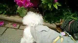 Everyday is walking-day