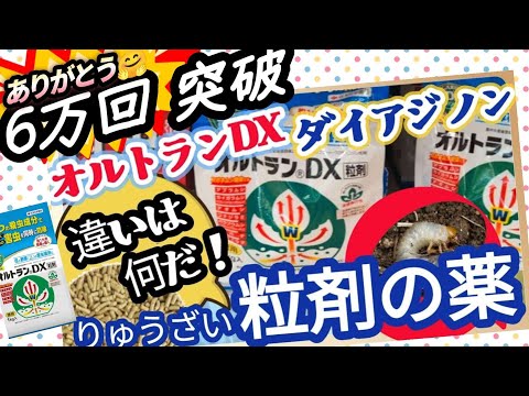 アルディカーブ