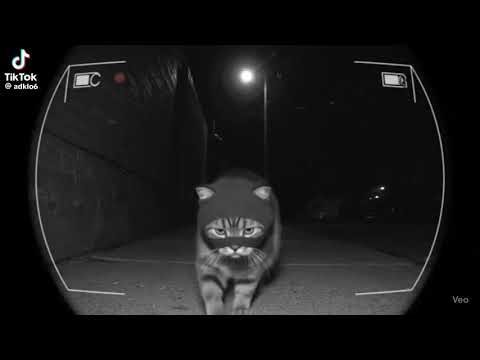 F***K ALL YOU BULLIES IN THE USA