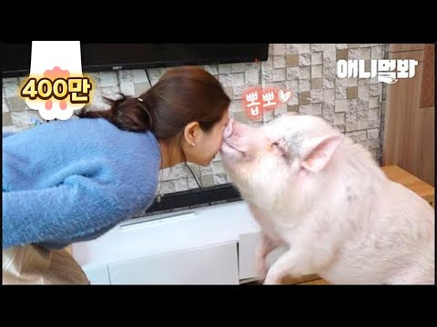 , title : '주인을 너무 사랑한 돼지 l Pig Who Loves Her Guardian SO MUCH'