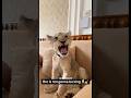 My Rescued Lion Is Ready To Go