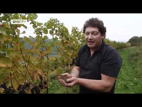From Vine to Wine --  The Highest Vineyard | euromaxx