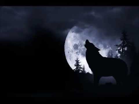 kurt uluması 1 saat