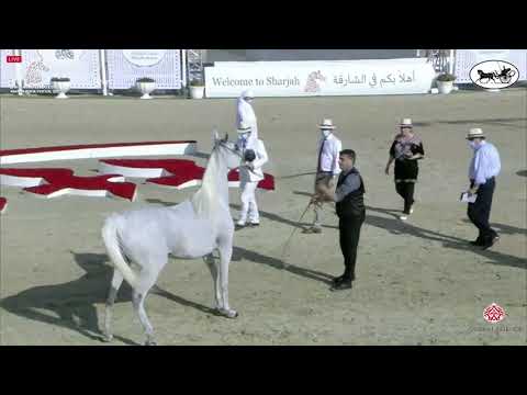N 120 AJ EMANA   Sharjah International Arabian Horse Festival 2021   Mares 7 9 Years Old Class 5