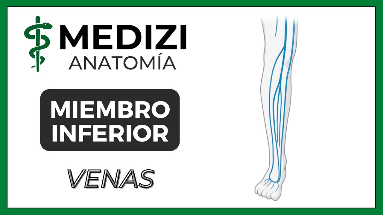 Anatomía de Miembro Inferior (MMII) - Venas (Estrella de Scarpa)