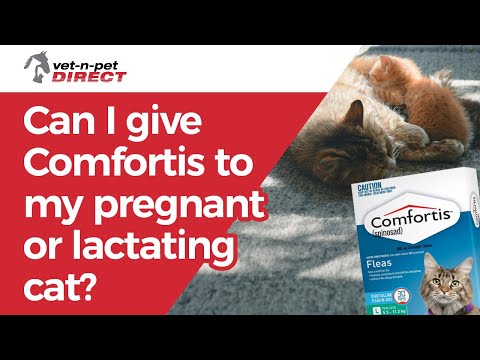 Can I give Comfortis to my pregnant or lactating cat?